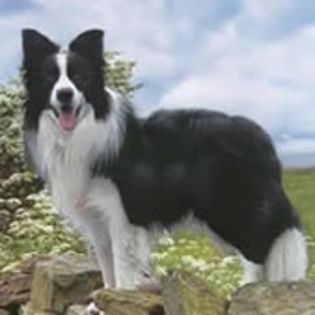 Border collie0