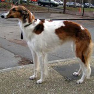 Borzoi0 - CIOBANESTI