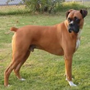 Boxer0