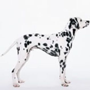 Dalmatian0