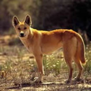 Dingo0 - CIOBANESTI