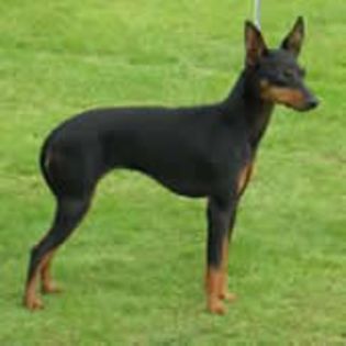 EnglishToyTerrier0