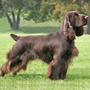FieldSpaniel0