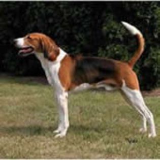 Foxhound0