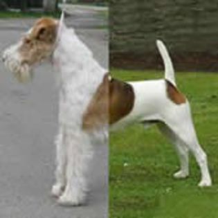 FoxTerrier0