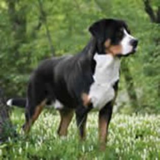 GreaterSwissMountainDog0