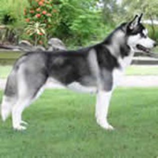 Husky Siberian0