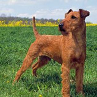 IrishTerrier0