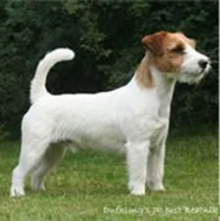 JackRussellTerrier0