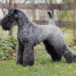 KerryBlueTerrier0