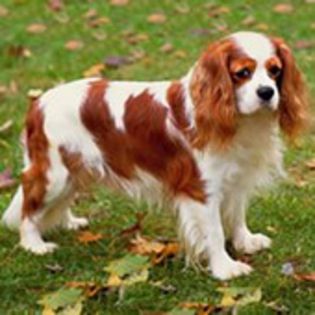 King Charles Spaniel0