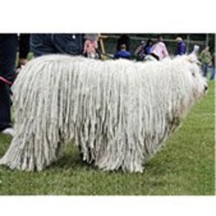 Komondor0