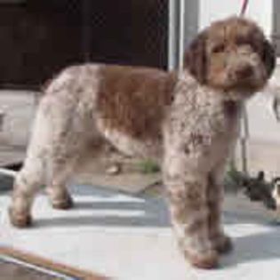 LagottoRomagnolo0