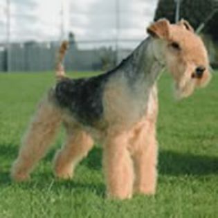 LakelandTerrier0