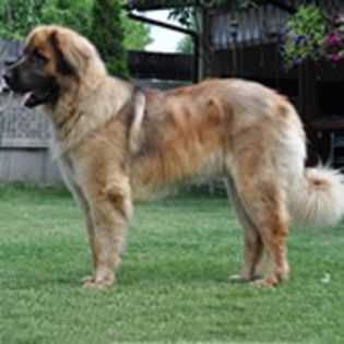 Leonberger0
