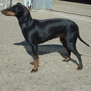 ManchesterTerrier0