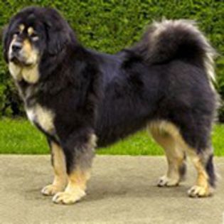 MastiffTibetan0