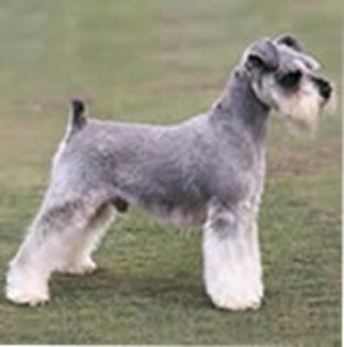 MiniatureSchnauzer0