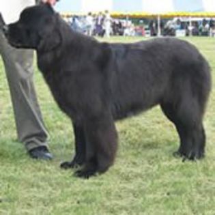 Newfoundland0