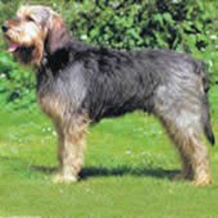 Otterhound0