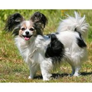 Papillon0