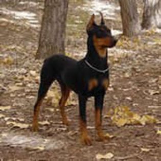 Pinscher Pitic0 - CIOBANESTI
