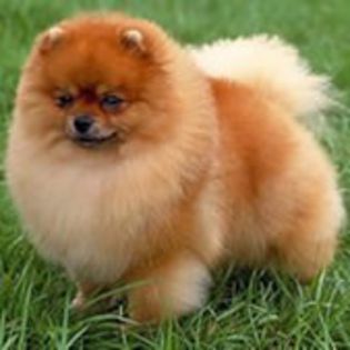 Pomeranian0