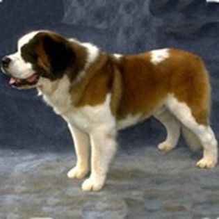 Saint Bernard0