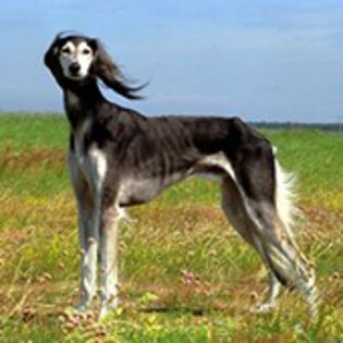 Saluki0