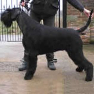 SchnauzerUrias0