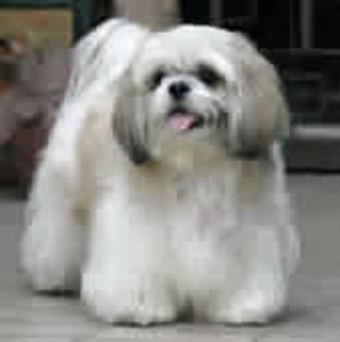 Shih Tzu0