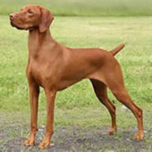 Vizsla0