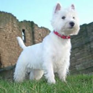 WestHighlandWhiteTerrier0