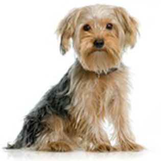 Yorkshire Terrier0 - CIOBANESTI