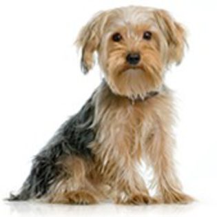 Yorkshire Terrier0