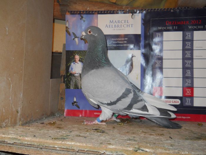 M-03-Dv; Deno Herbots...via Byvuca ...pedegree
