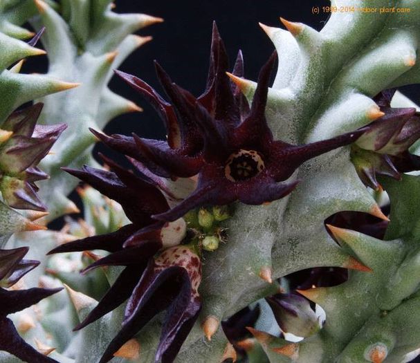 Stapelia Mammillaris - a-alte seminte rare