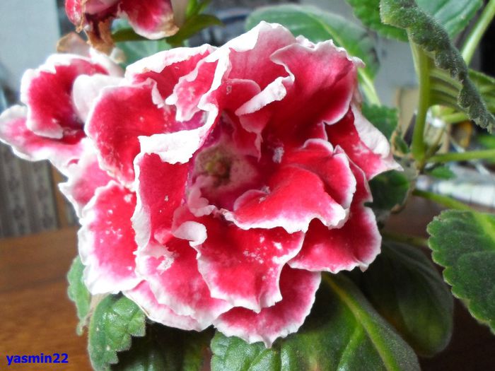 197 - Gloxinia Scarlet-pierdut