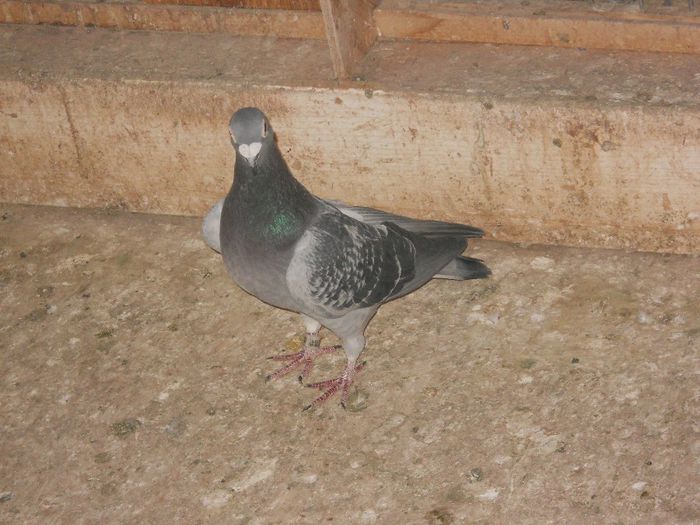 M-12-412; J.Thone,nepot campioana Izdrea Petre...via A.Balcan-pedegree
