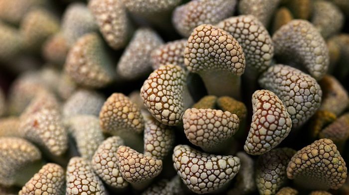 Titanopsis Primosii - a-alte seminte rare