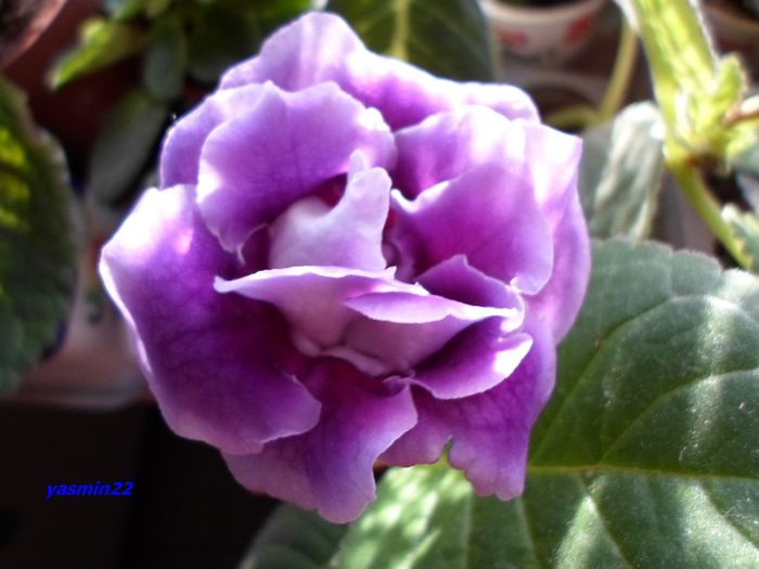 167 - Gloxinia Blue