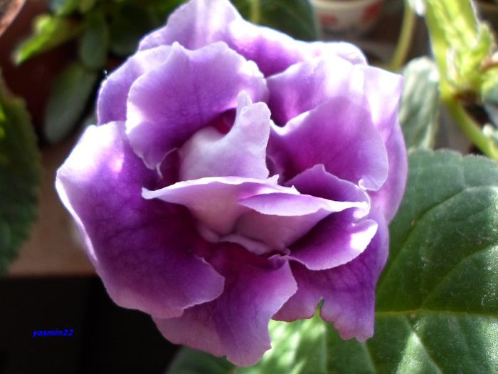 168 - Gloxinia Blue