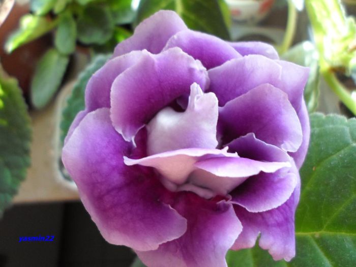 169 - Gloxinia Blue