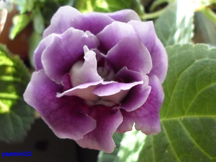 174 - Gloxinia Blue