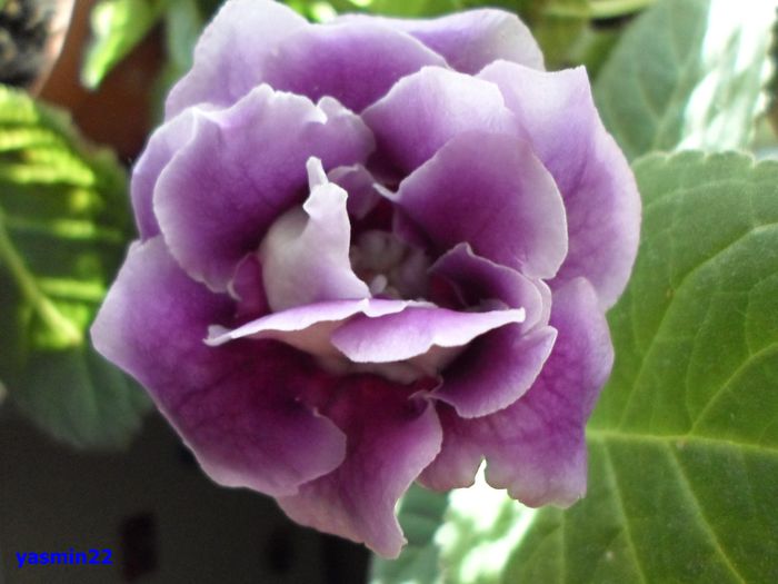 175 - Gloxinia Blue