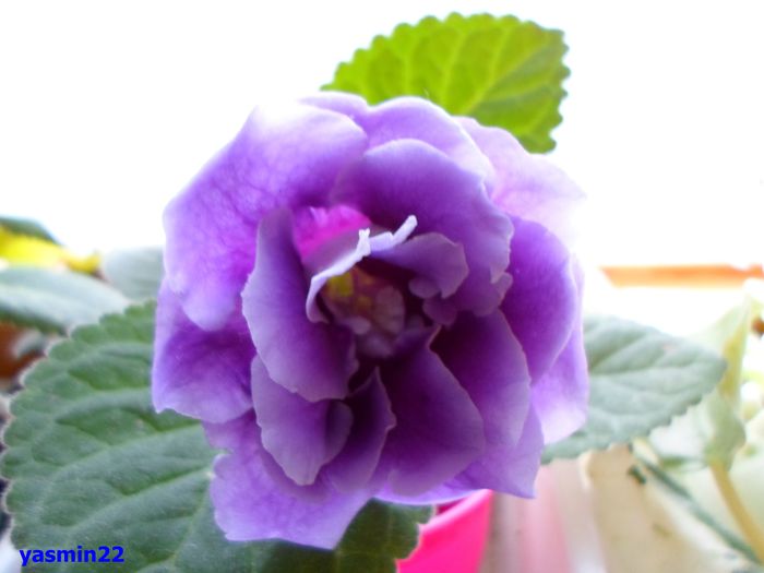 188 - Gloxinia Blue