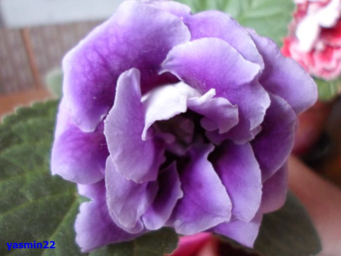 198 - Gloxinia Blue