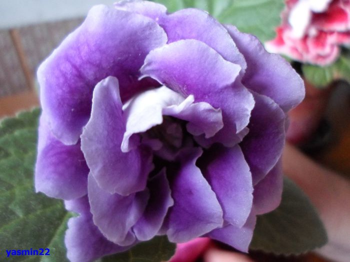 199 - Gloxinia Blue