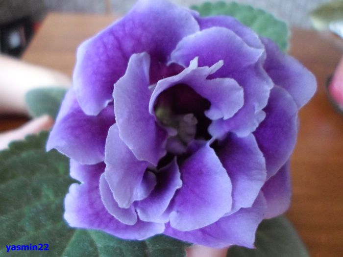 200 - Gloxinia Blue