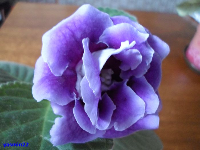 201 - Gloxinia Blue